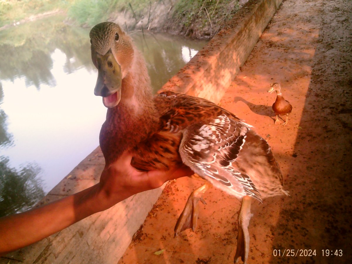 PTDC0006 male.JPG