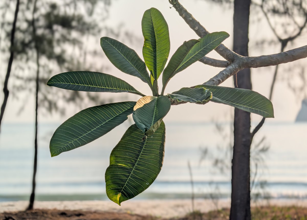 PrachuapKK_009.jpg