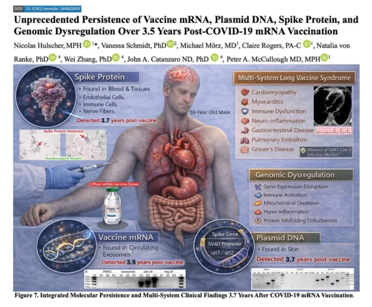 Unprecedented Persistence of Vaccine mRNA.webp
