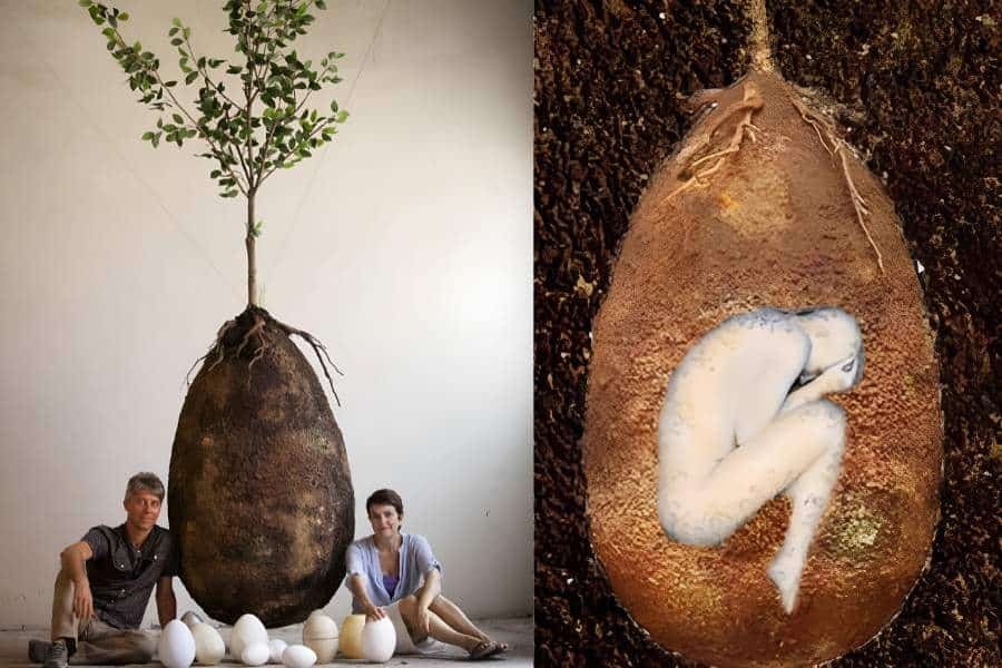 What-Is-A-Tree-Pod-Burial-In-Perth-Australia.jpg