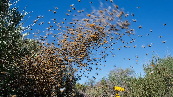 bees-swarm-outdoors-stockcake.webp