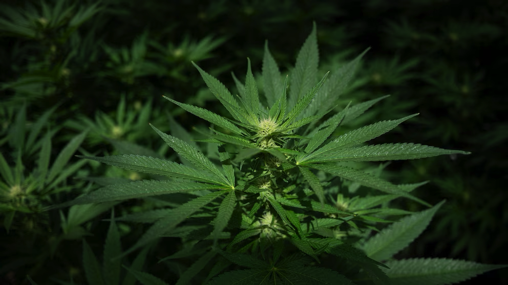 cannabis-3-rt-gmh-260423_1776947898749_hpMain_16x9.png