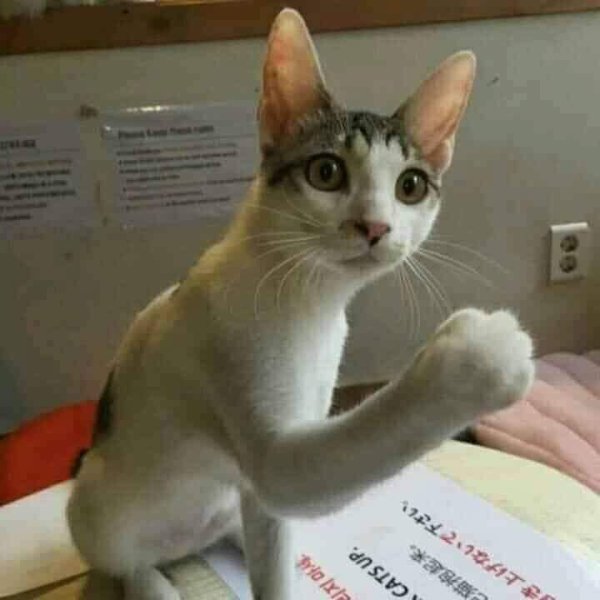 catthis.jpg