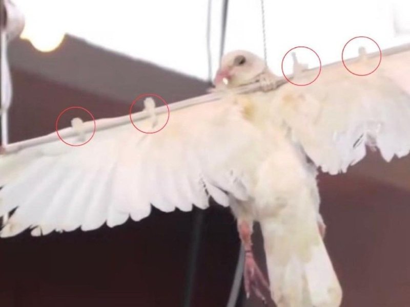 dove-wings-stretched_2026-04-09_16-50-07.jpg