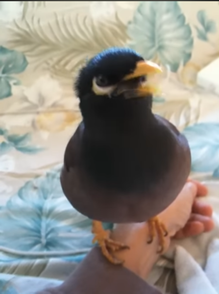 Compared to a Chicken/Human: Would you prefer to be a Thai Myna?