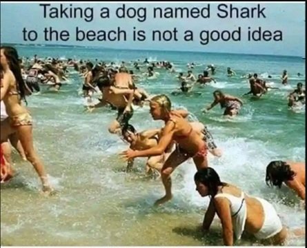 shark.jpg