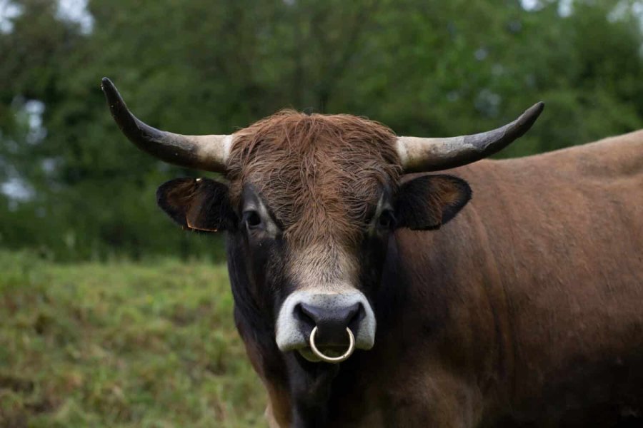 Buffalo-Ring.jpg