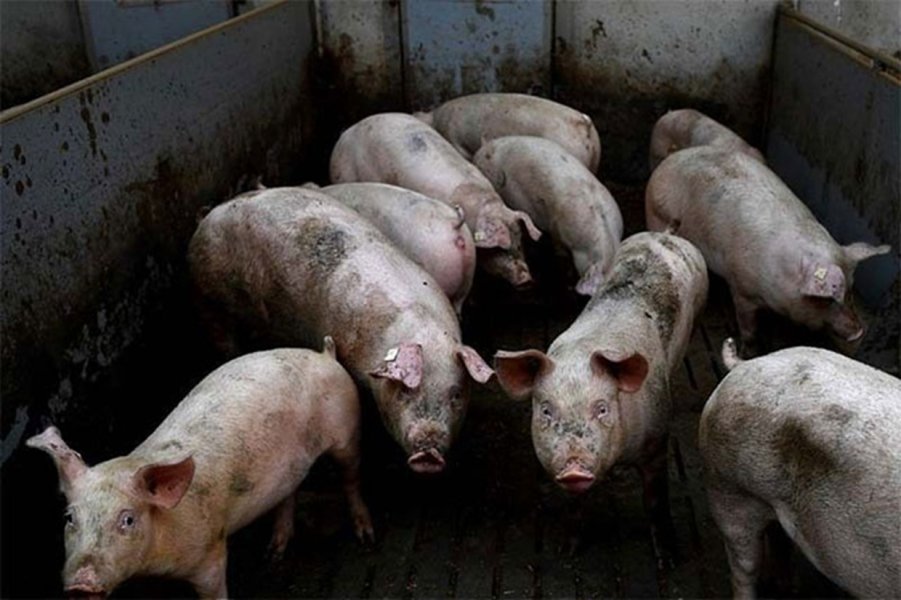 Hogs-in-the-farm.jpg