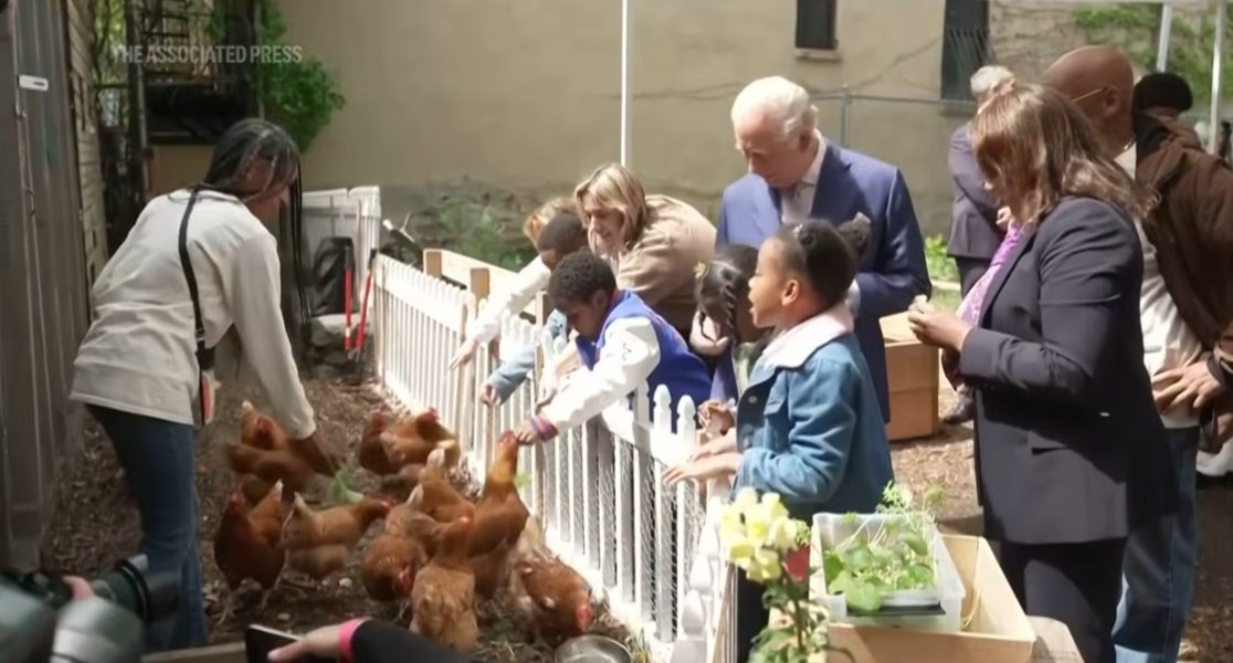 KIng Chatlrs feedinn g Chickens.jpg