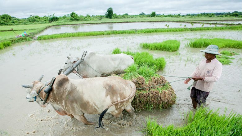 MYR_Agric2_780x439.jpg