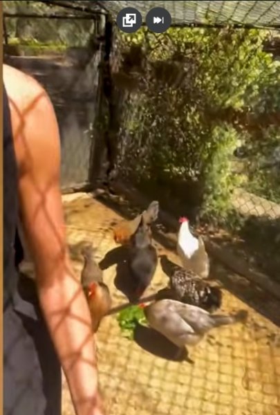 Megan feeding Chickens.jpg