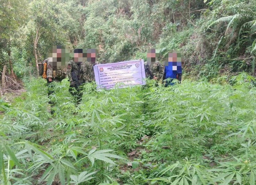 More-than-P20-million-worth-of-marijuana-destroyed-in-Kalinga-and-Benguet.jpg