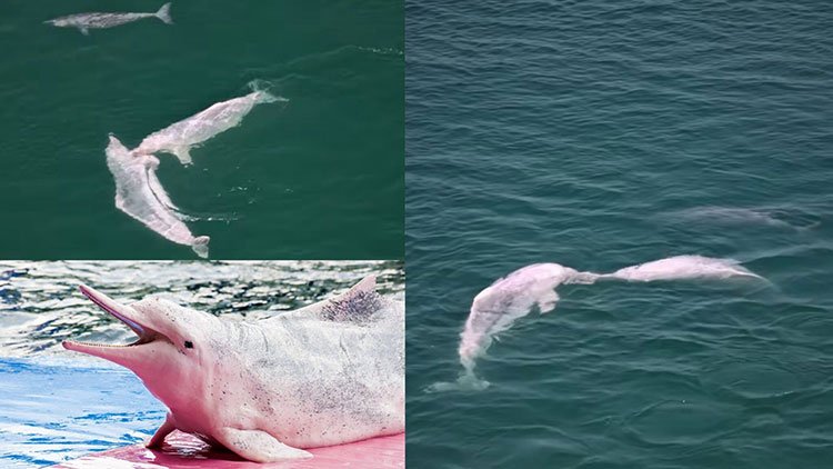 Pink-dolphin.jpg