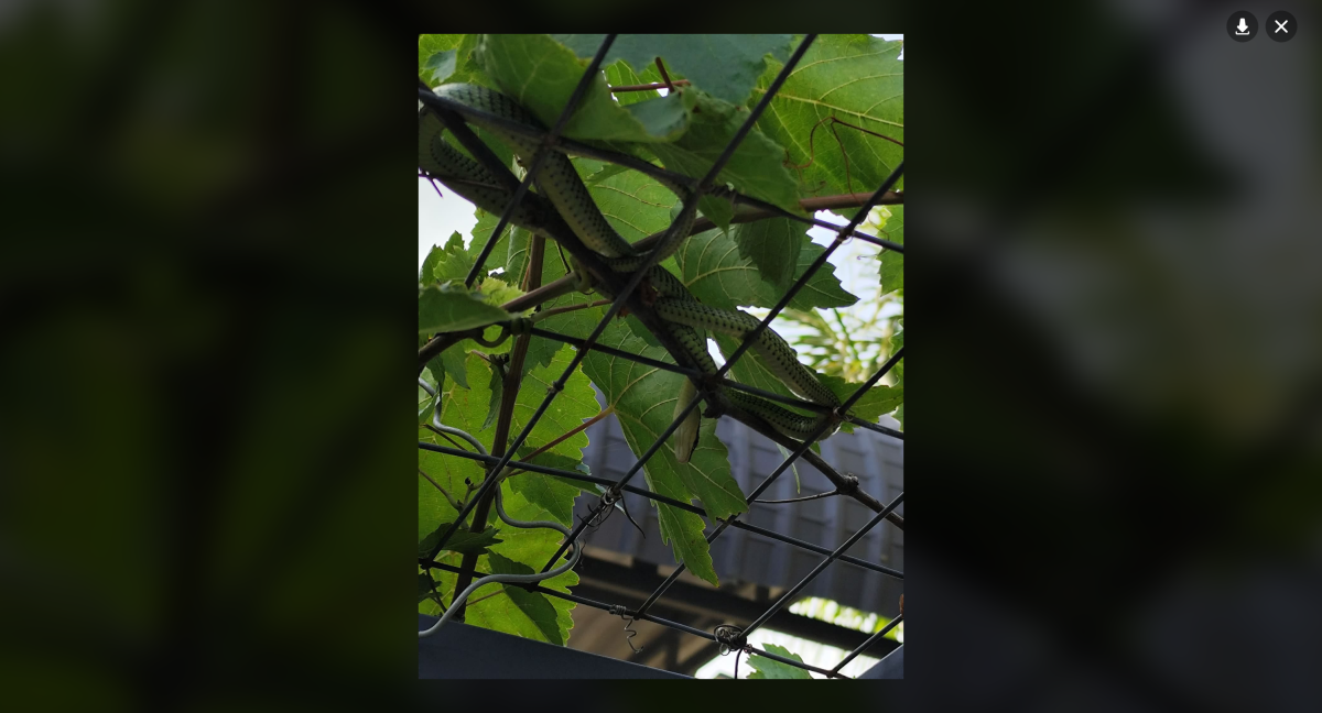 Snake in the Grapes.png