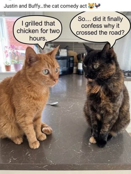 cat.jpg