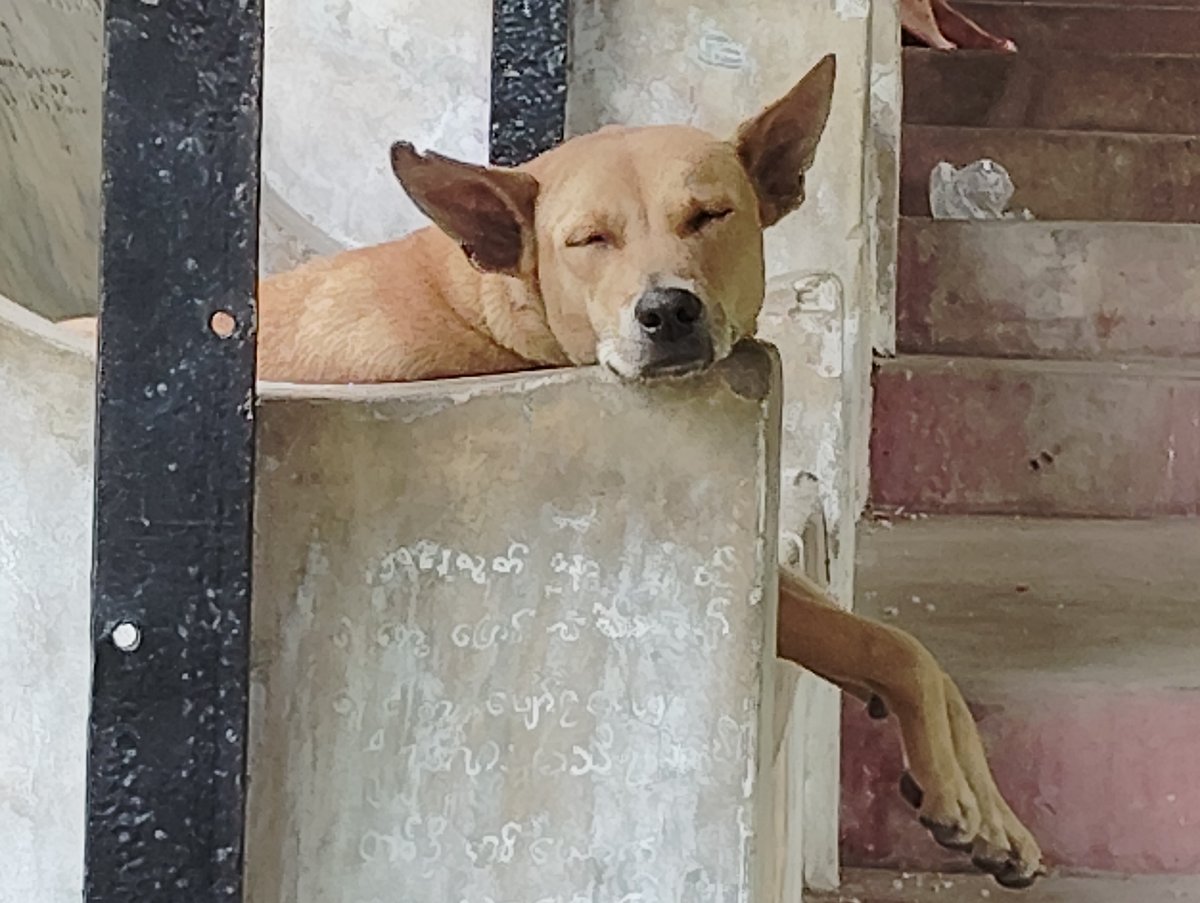 dozydog.jpg