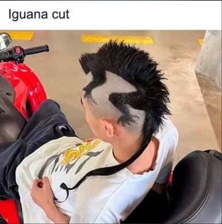 iguana.jpg