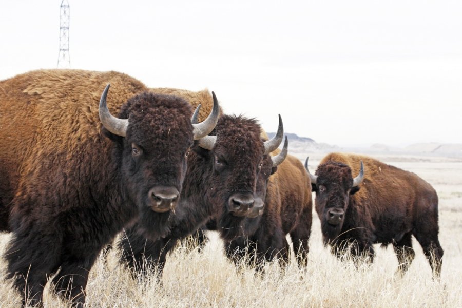 rocky_mtn_arsensal_nwr_john_carr_usfws_bison.jpg