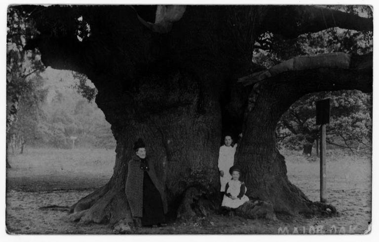 Robin Hood’s ancient oak dies after centuries of survival