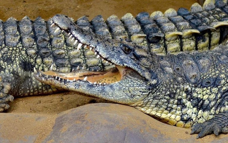 Man suspected of throwing toddler to crocodiles released