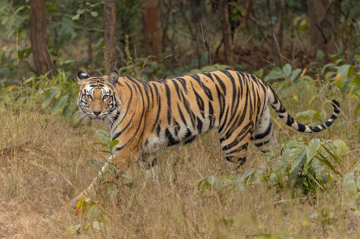Bengal_tiger_in_Sanjay_Dubri_Tiger_Reserve_December_2024_by_Tisha_Mukherjee_11.jpg