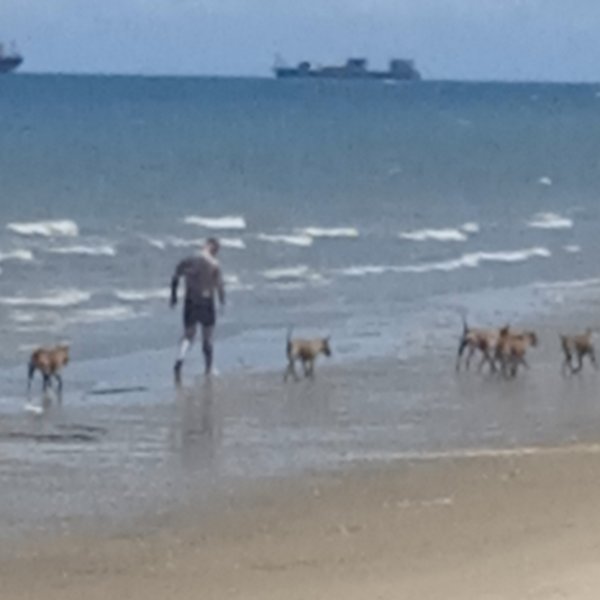 What Happened to dogs Control in Jomtien?