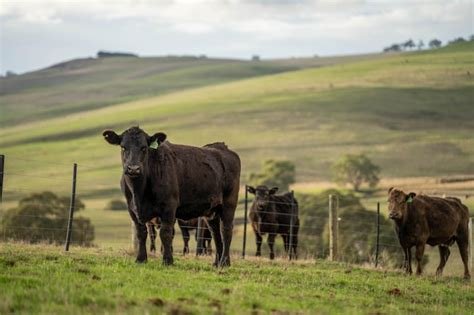Brexit's farm bill comes due as UK producers feel the squeeze