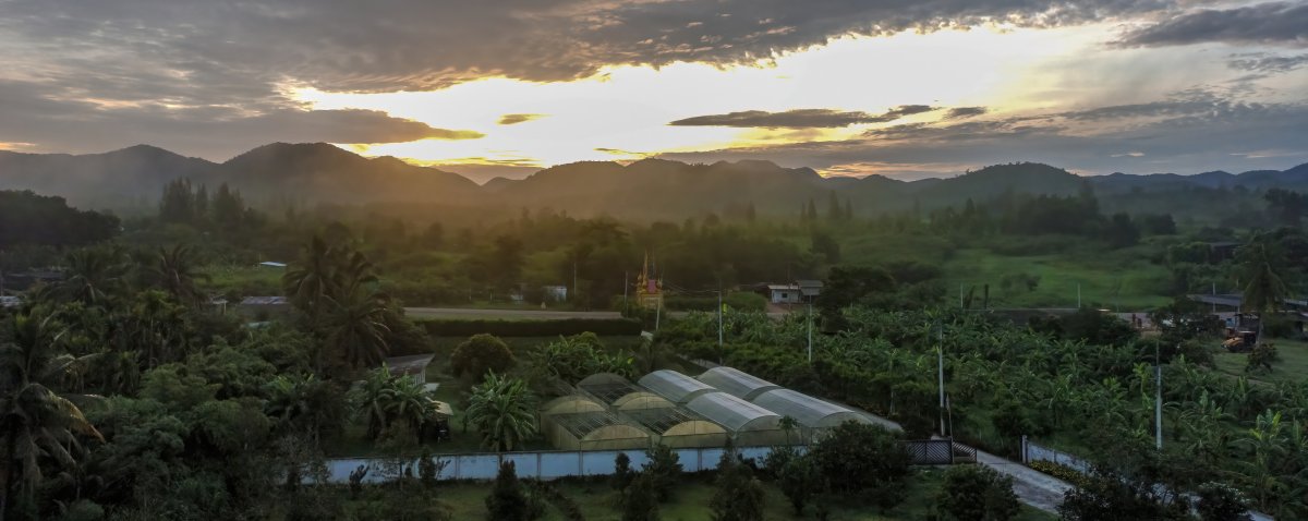 Orchard Pala U sunriseDN.jpg
