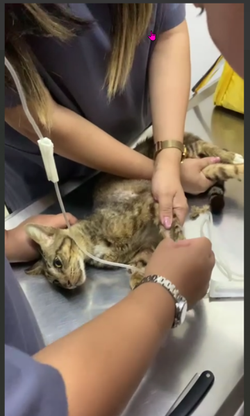 RIP Boonmee.png