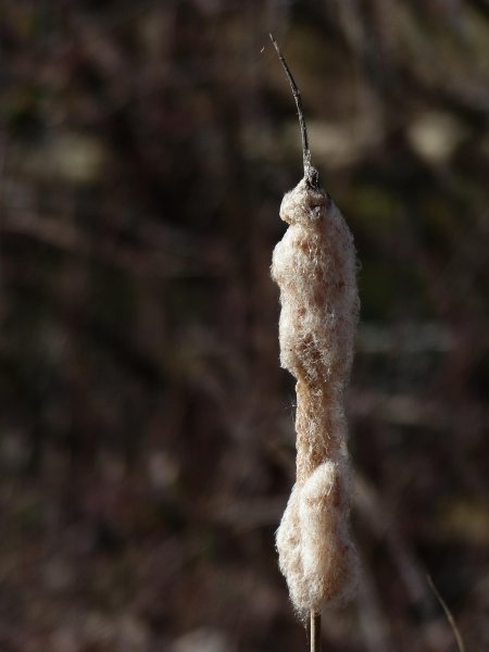 cattail-100245.jpg