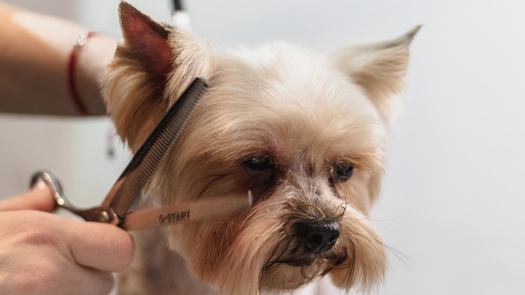 dog-7565682.jpg