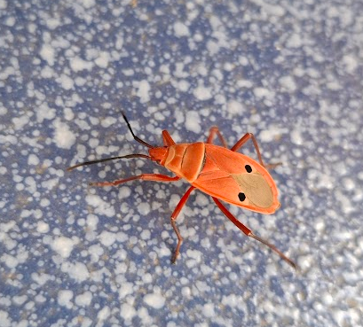 Why are these bugs always looking at me….and you?