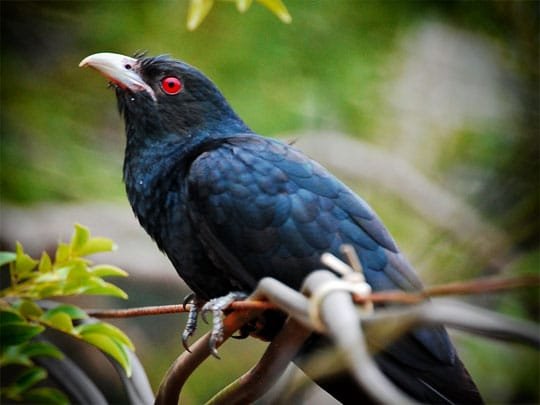 Foreign Resident Reports Rooster Noise on Koh Samui