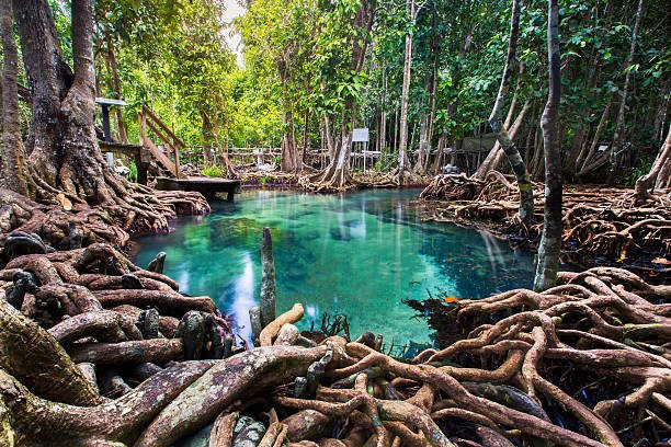 mangroves krabi.jpg