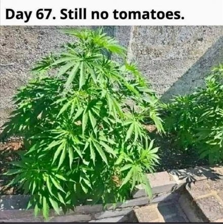 tomatoes.jpg