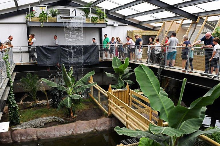 Boy hurt in crocodile enclosure makes remarkable progress