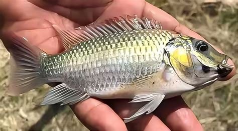 Voracious invasive fish devastates Thai waters and livelihoods