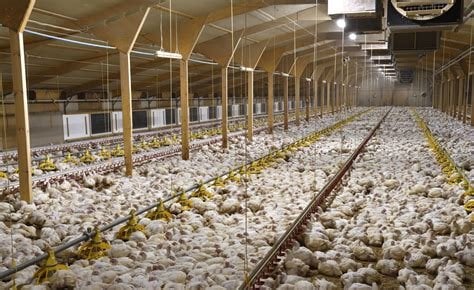 Industrial chicken farming fuels surge in food poisoning, study warns