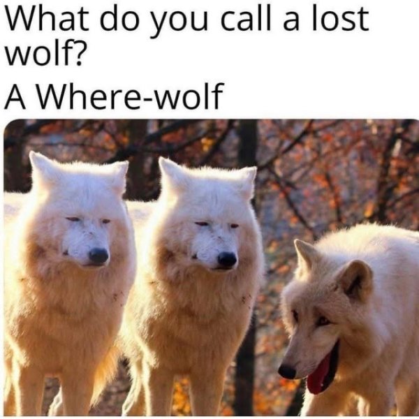 do-call-lost-wolf-where-wolf.jpeg