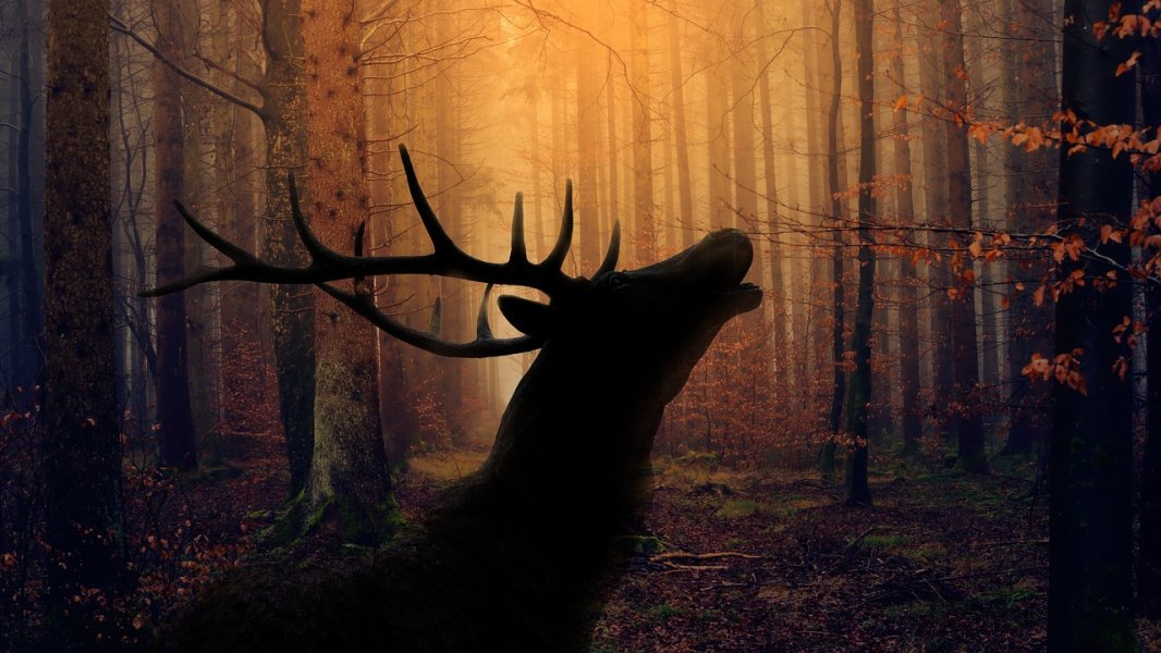 forest-3634443.jpg