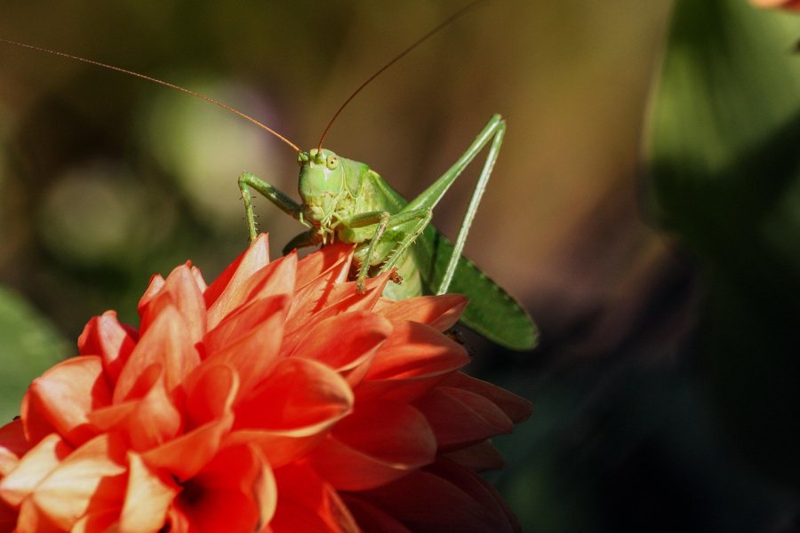 grasshopper-480502.jpg