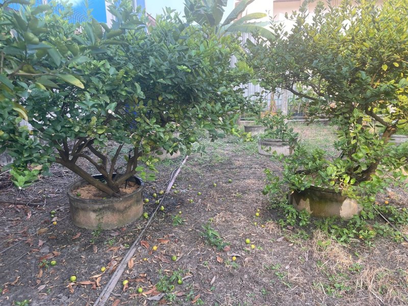 limes.jpg