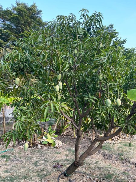 mangoes.jpg