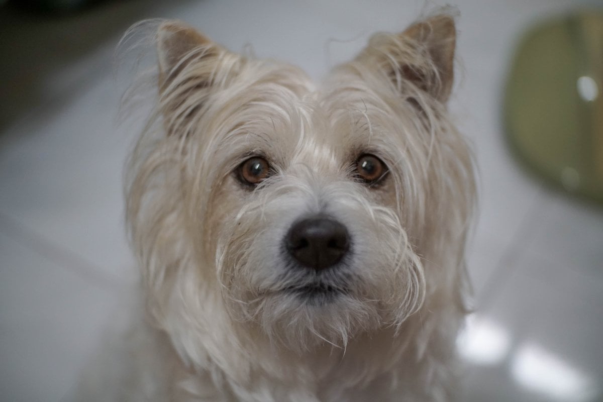 Snakes or Dogs:  What kind of pet-lover are you?