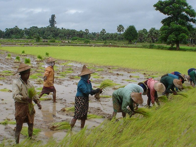 Rijstvelden_Myanmar_2006.jpg
