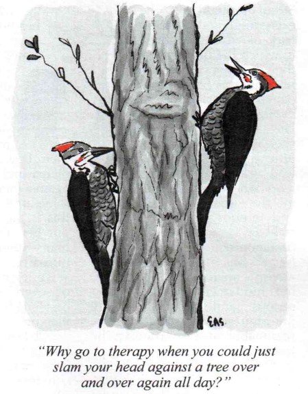 Woodpecker.jpg
