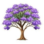 Jacaranda Road