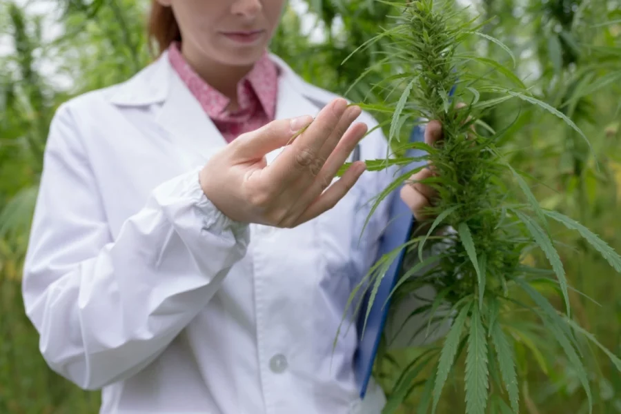 lv-cannabis-1.webp
