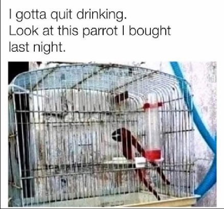 parrot.jpg