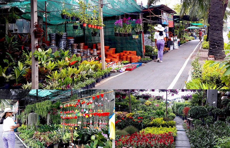 plants ban bua thong.jpg